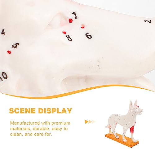 Scicalife 21D6452A4DP14VPHGOICMNY 4D Vision Dog Anatomy Model, Dog Model Anatomy Teaching Tool Animal Pressure Points Veterinary Training thumb #5