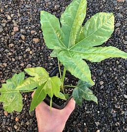 Healthy Starter Plants of Fatsia Japonica