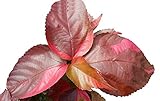 Louisiana Red Copper Leaf - Acalypha Wilkesiana - Live Tropical Plant - Red Bronze Leaf - Emerald Goddess Gardens - Starter Sz 4 Inch Pot