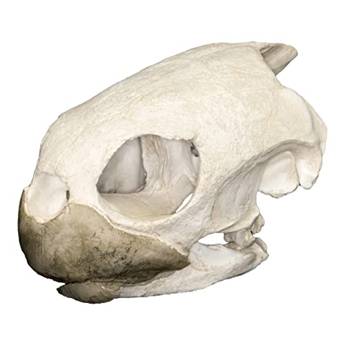Green Sea Turtle Skull (Teaching Quality Replica)