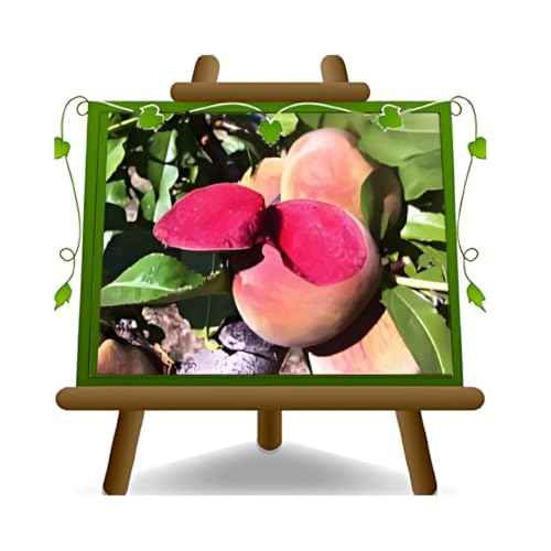 EURO PLANTS VIVAI Pesco Pianta da Frutto Antico di Pesche a Polpa Rossa Sanguinella - Resistente alla Bolla - su Vaso da 24/26 cm - Altezza170-200 cm - Età 4 Anni