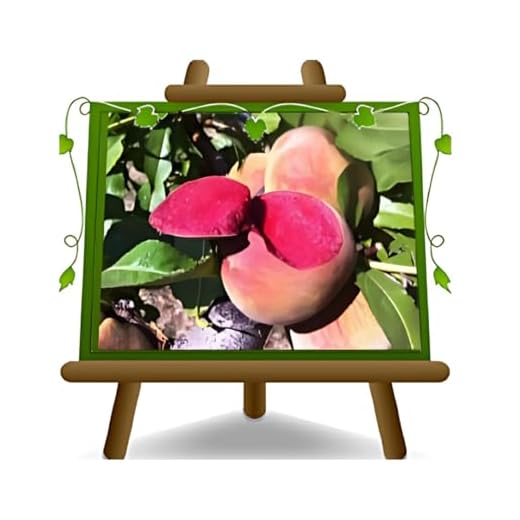 EURO PLANTS VIVAI Pesco Pianta da Frutto Antico di Pesche a Polpa Rossa Sanguinella - Resistente alla Bolla - su Vaso da 24/26 cm - Altezza170-200 cm - Età 4 Anni