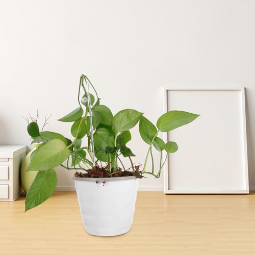 Supports pour orchidées et plantes grimpantes anti-moisissure - 8