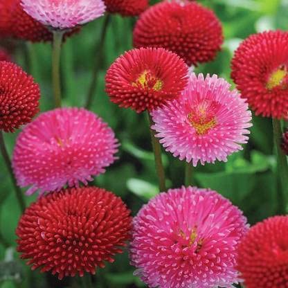 Green World BELLIS PERENNIS POMPONETTE MIXED FLOWER SEEDS FOR KITCHEN ...