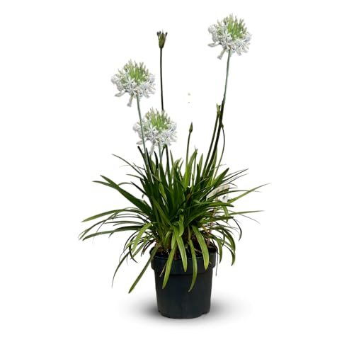 Agapanthus africanus