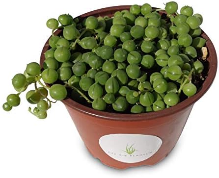 String of Pearls Succulents Senecio Rowleyanus (4" Pot)