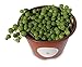 String of Pearls Succulents Senecio Rowleyanus (4" Pot)