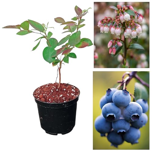 Blueberry Plant – Live Fruit Shrub (Vaccinium), 20–30 cm Tall in 2–4 L Pot – Patio Berry Bush for Garden & Containers