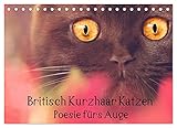 Britisch Kurzhaar Katzen - Poesie fürs Auge (Tischkalender 2023 DIN A5 quer), Calvendo Monatskalender