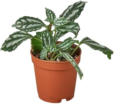 House Plant Shop Pilea Aluminum