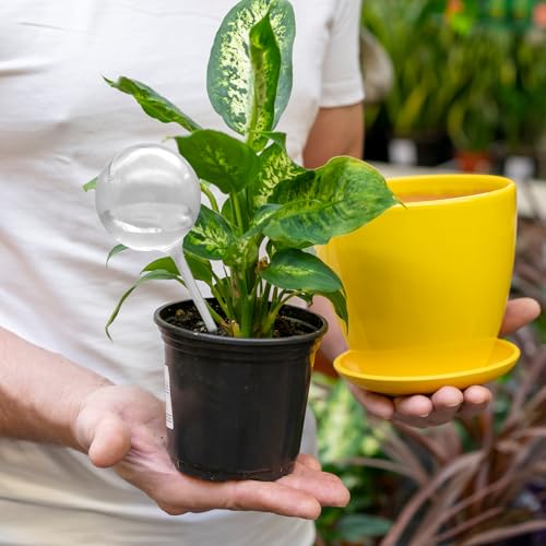Cmaqpw 20 PCS Plant Watering Globes,Plastic Clear Watering Bulbs,Self Watering Flower Automatic Watering Device for Home Garden Plants Indoor,Outdoor,Flowerpot,(Large,Medium,Small)