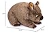 Imagen de lilizzhoumax Wombat Peluche 40cm/16