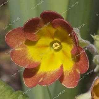 100 Pcs/Bag 24 Kind Primula Flower Primula Seeds Malacoides Plant Seeds
