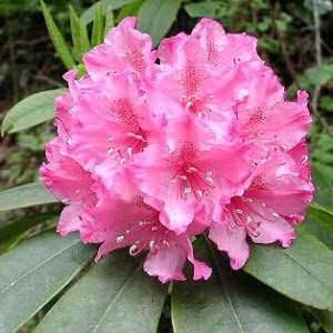 10 semillas de flores de arbusto Cumberlandense ROJO Cumberland Azalea Rhododendron Cumberlandense