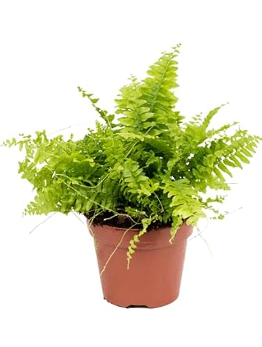 Helecho Hembra Natural Planta de Interior que Aporta Aire Fresco y Estilo