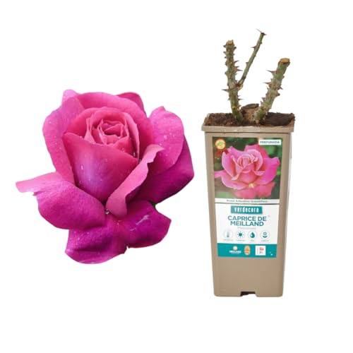 Verdecora Rosal Grandiflora Rosa Caprice de Meilland en maceta de 2 litros | Planta Natural de Exterior con Flores Rosas grandes | Ideal para Jardines, Bordes y Macizos