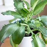 1 Mother of Thousands Kalanchoe Daigremontiana Alligator Plant
