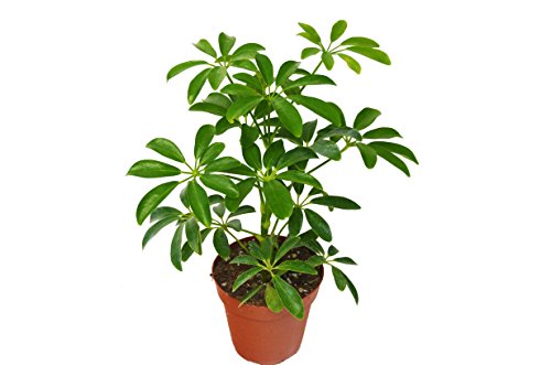 Live Schefflera Arboricola in 4" Pot - Dwarf Umbrella Tree - Live Plant