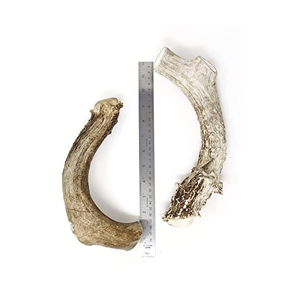 Natural Dakota Premium Deer Antler Dog Chew Toys (XX-Large) Goliath Natural Dakota Premium Deer Antler Dog Chew Toys (XX-Large) Goliath