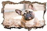 Fotografie Französische Bulldogge Wandtattoo Wandsticker Wandaufkleber D1900 Größe 70 cm x 110 cm