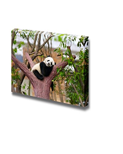 Canvas Prints Wall Art - Sleeping Baby Giant Panda on a Tree Branch | Modern Wall Decor/Home Art Stretched Gallery Canvas Wrap Giclee Print & Ready to Hang - 24" x 36"