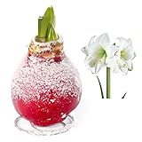 Kölle Amaryllis „Snow“ rot gewachst mit weißer Blüte - Wax Amaryllis Zwiebel - Amaryllis Hippeastrum