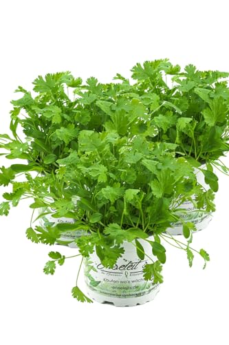 3er Set Koriander Coriandrum sativum Grün