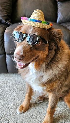 Disfraz para perros medianos estilo Retro con sombrero mexicano miniatura 6