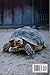 Animals around the World: Animal Habitats