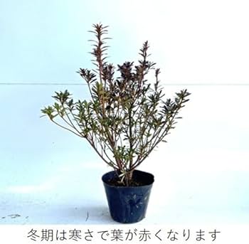 Amazon.co.jp: 植木業販サツキツツジ（さつき）樹高0.3m前後15cmポット
