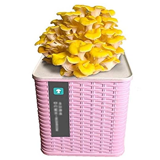 Oyster Mushroom Mycelium Plug Spawn, Mikroorganisk svampodlingssats inomhus, ca 15-25 dagar, unikt fröpaket Presentidé blå-vit ostronsvamp,Rosa,alm gul svamp,Exquisite