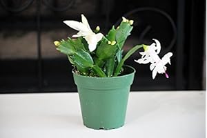 9GreenBox White Christmas Cactus