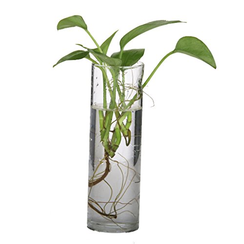 Cylinder Glass Wall Hanging Vase Bottle for Plant Flower Decorations