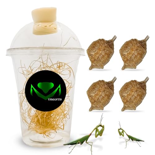 Praying Mantis Ootheca Egg Case with Hatching Habitat Cup (Four Egg Case) - Stem Education, Comes with a Transparent Habitat Cup, Egg Case Produces Approximately up to 400 Baby Nymphs (T Sinensis)