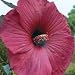 Big Red Dinner-plate Hibiscus (15+ Seeds)
