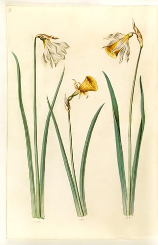 Lienzo de Narciso por Hans Simon Holtzbecker, arte impreso en 60x90cm