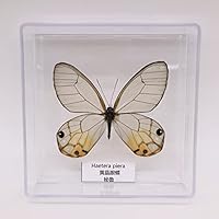 Amazon.co.jp: 絶妙な蝶の標本、昆虫の蝶の剥製、本物の昆虫の標本の