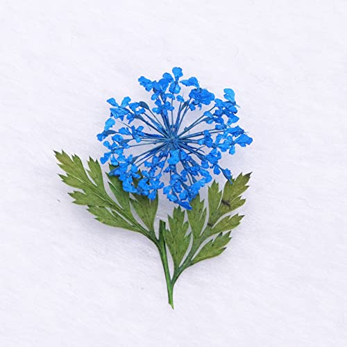 Vefsu Spring And Summer 2022 Fashion 12 Box Nail Dry Flower Jewelry 6 Japanese Women's Fashion Nail Enhancement Flowers Wax Pencil (A, One Size) #TOP6