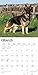 German Shepherds | 2024 12 x 24 Inch Monthly Square Wall Calendar | BrownTrout | Animals Dog Breeds