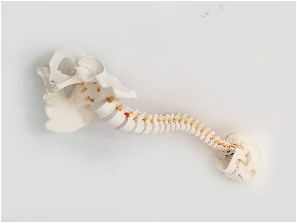 Sjdopulse A Human Vertebral Column Model With Skull Model - Human Spine Model - 1:1 Dult Cervical Nd Lumbar Spine Model - Human Spine Model - For Medical Teaching Educational (A)