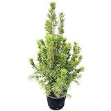 Live Alberta Spruce Tree - Perfect Christmas Decorations - Tabletop Decor, Easy to Grow Air Purifying Indoor House Plants - Live Tree Plant For Home, Office & Giftable (18' Height)(Heat Pack Included)