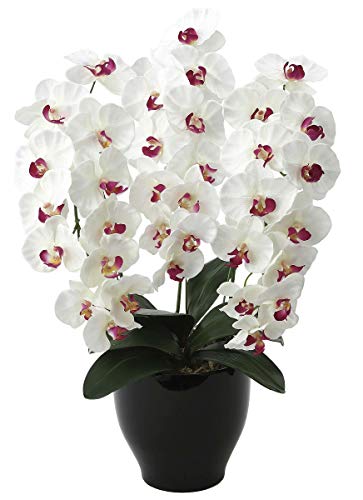  ӒwVeBX^C-t@mxG}(C)A[gt[ A (Premium3{FzCg/gbv)