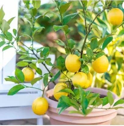 Nature Lemon Live Plant Rare Exotic Fruit Garden Healthy Tropical Citrus Rich in Vitamins C (Dwarf Meyer) (B09X321LZR) Amazon Price History, Amazon Price Tracker