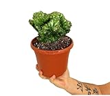 Euphorbia Cristata | Maceta 17 cm | Planta natural de interior y Exterior | Cactus y suculentas | Verde brillante