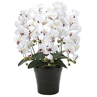 Amazon｜造花 胡蝶蘭『シティスタイル-ファレノ』光触媒(空気清浄