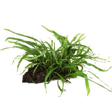 Microsorum pteropus 'Narrow' ha foglie più strette, che crescono ad un angolo meno acuto dal gambo rispetto al normale pteropus Microsorum.