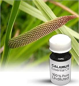 Huile essentielle de calamus pure pour une relaxation aromatique intense