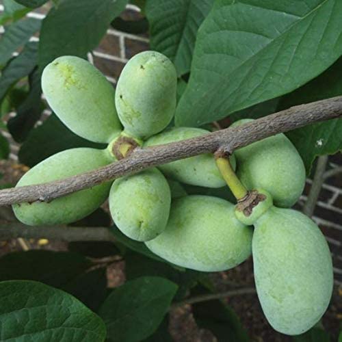Paw Paw Tree Seeds For Planting | 6 Seeds | Edible Fruit Tree, Made In Usa. Ships From Iowa. Fun And Easy To Grow Your Own Food, Exotic Pawpaw Tree Seeds #TOP3