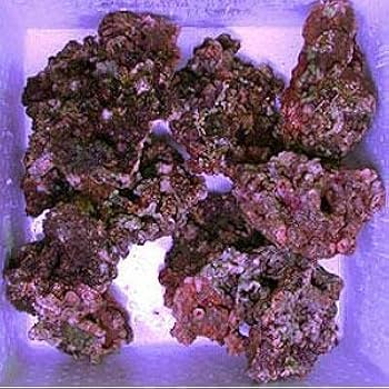 天然ライブロック　11〜12kg Amazon | 良質！！ライブロック 1kg 量り売り 海水魚 | ノー