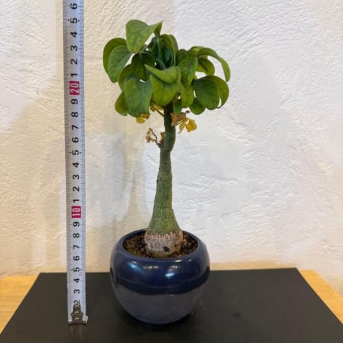 観葉植物 アデニア グラウカ」の人気商品一覧 | 安い商品を通販サイト